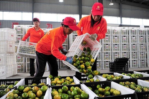 Workers pack export-bound citrus fruits in Yichang, Hubei province. [Photo by Zhang Guorong for China Daily]