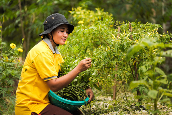 Sinar Mas Agribusiness and Food has collaborated with several partners, including Wagenigen University, The Netherlands, to implement the Alternative Livelihood Program through Integrated Ecological Farming.