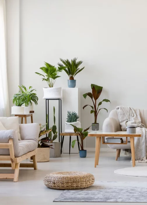 decorate-the-space-with-plants