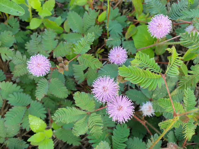 pokok daun semalu